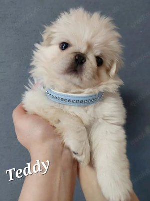 Bezaubernde altdeutsche Mopswelpen weiß (Fluffy)