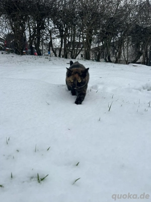 Britischkurzhaar katze 