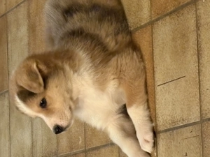 Australien Shepherd Akita Mix Welpen 