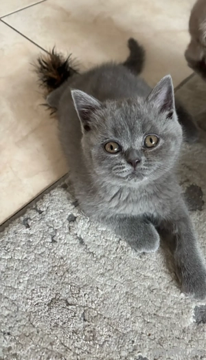 BKH Mädchen in Blue 