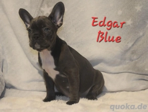 französiche Bulldoggen mit Ahnentafel AISZUGSBEREIT 