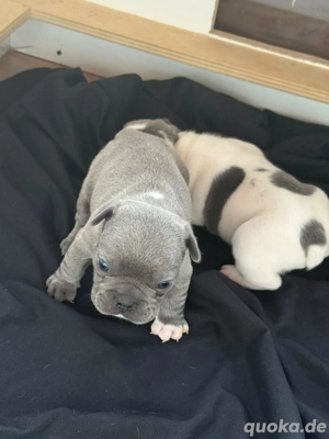 Französische Bulldogge - ein Mädchen und ein Junge.