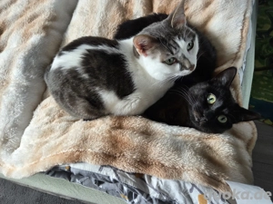 2 Junge Kater suchen Zuhause