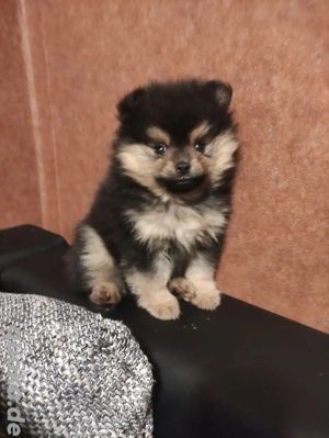 Pomeranian Welpe 1 Mädchen mit Zubehör 