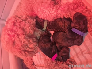 Kleinpudelwelpen abzugeben Bild 5