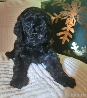 Kleinpudelwelpen abzugeben Bild 2