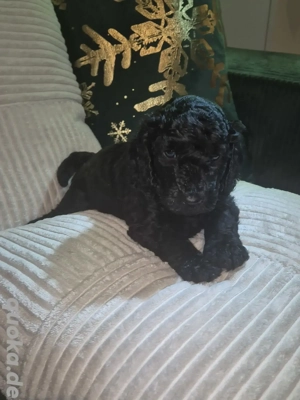 Kleinpudelwelpen abzugeben Bild 4