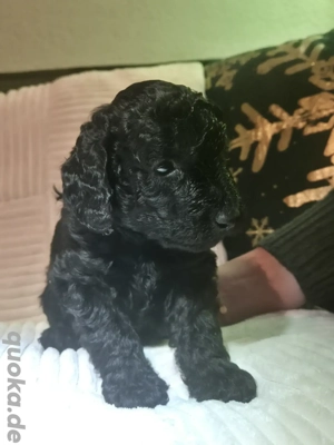 Kleinpudelwelpen abzugeben Bild 3