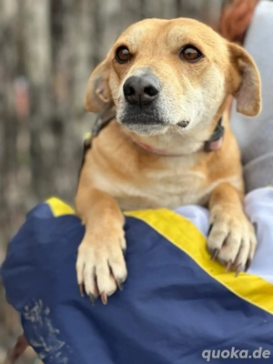 Liebevoller Ryzhko sucht sein Glück