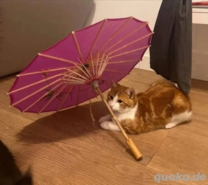 Fliip , ein sanfter , verspielter Kater