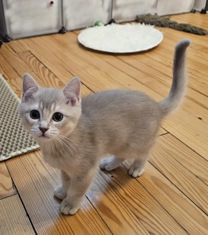 Wunderschöne Ragdoll - Britisch Kurzhaar Kitten Katze männlich Kater abzugeben