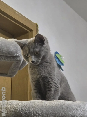 Katze 4 monate alt sucht ein zuhause 