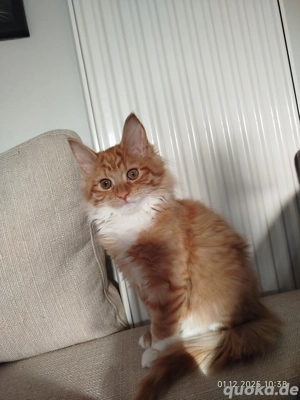 Maine coon Mischling 5. Monate altes Mädchen 