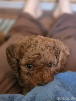 Ein kleiner Zwerpudel, 8 Wochen, männlich