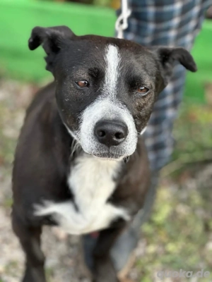 liebevolles zuhause für Mercy gesucht 