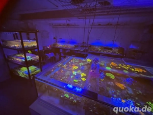 Diverse Korallen zu Verkaufen 