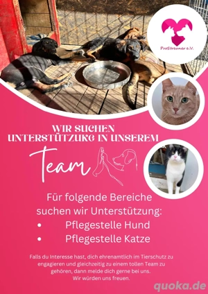 Werde teil des Teams! Werde Pflegestelle 