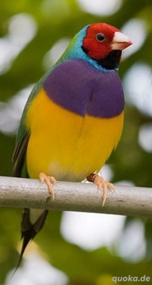 Gouldamadine männlich in Schau Qualität 