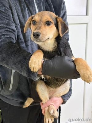 Mara wünscht sich ein Zuhause 