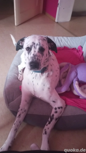 hübsche Nala Sucht zu Hause