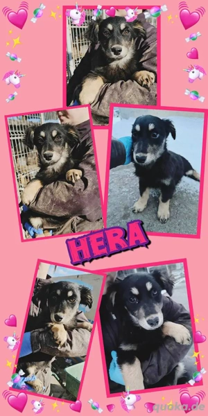 wunderschönes Welpenmädchen "Hera" ist auf der Suche nach einem Zuhause