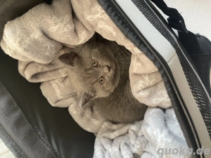 Bkh kitten mit Stammbaum 