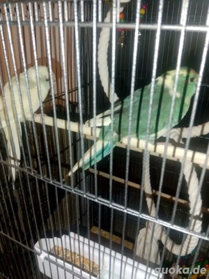 tauche ziegensittich Zucht paar 