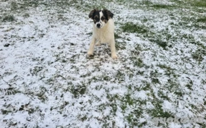 Charly - ein Charmeur auf vier Pfötchen