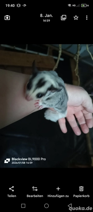 Handzahmes Sugar Glider Männchen 