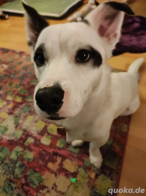 Chili sucht seine Menschen, PLZ 71....