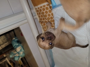 Retro Mops Welpe Rüde