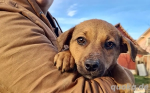 Unser kleines Goldstück Bea