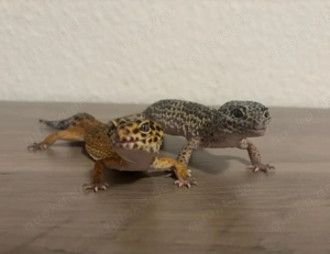 2 Leopardgeckos