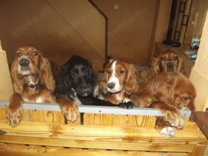 Irish- Englich - Setterwelpen Bild 3