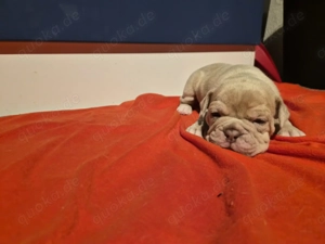 Old Englisch Bulldog welpen
