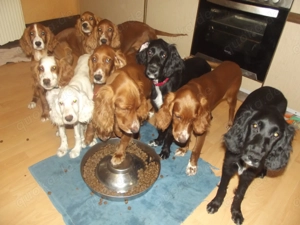 Irish- Englich - Setterwelpen Bild 8