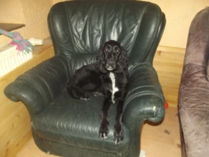 Irish- Englich - Setterwelpen Bild 9