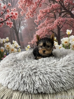 Yorkshire Terrier Welpen 