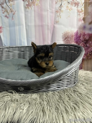 Yorkshire Terrier Welpen 
