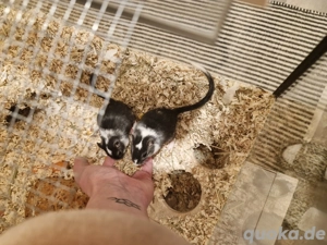 2 junge Rennmaus-Damen abzugeben