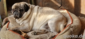 retromops welpen, 4 mon. alt rüden m. Stammbaum, Katzen gewohnt Bild 7