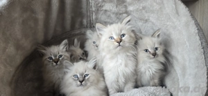 Neva Masquarade Sibirische Waldkatzen 