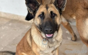 Energiebündel Alva sucht ihre Bezugsperson