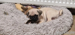 mops retromops welpen m. Stammbaum dürfen umziehen 