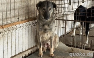 Scheue Filanda sucht geduldiges Zuhause