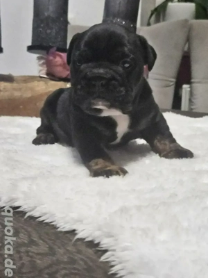Old English Bulldog Welpen