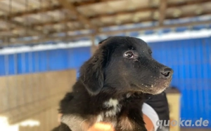 Die schöne Franzi sucht das Glück Bild 2