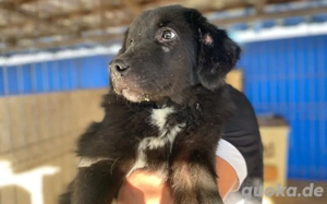 Die schöne Franzi sucht das Glück Bild 3