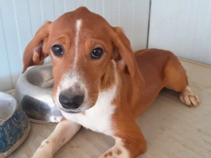 Calipso sucht sein Zuhause