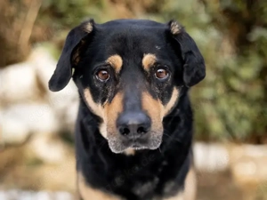 Leo sucht sein Zuhause Bild 4